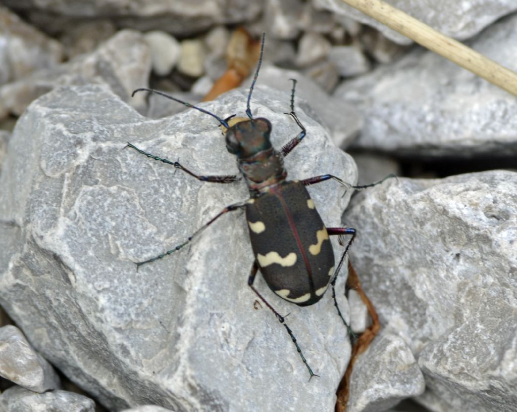 Cicindela hybrida transversalis